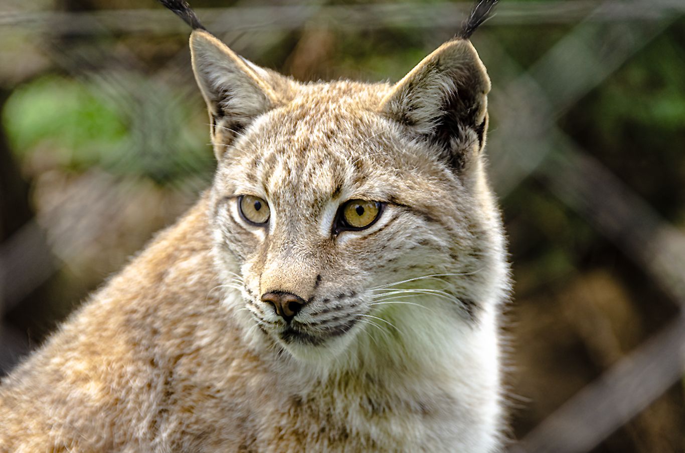 Wildpark Feldkirch Luchs